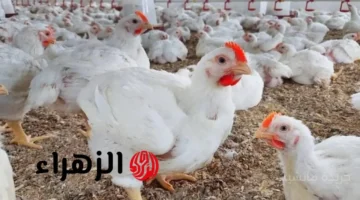 قفزة جديدة.. أسعار الفراخ البيضاء اليوم تخالف التوقعات الكيلو يسجل هذا الرقم في البورصة 1